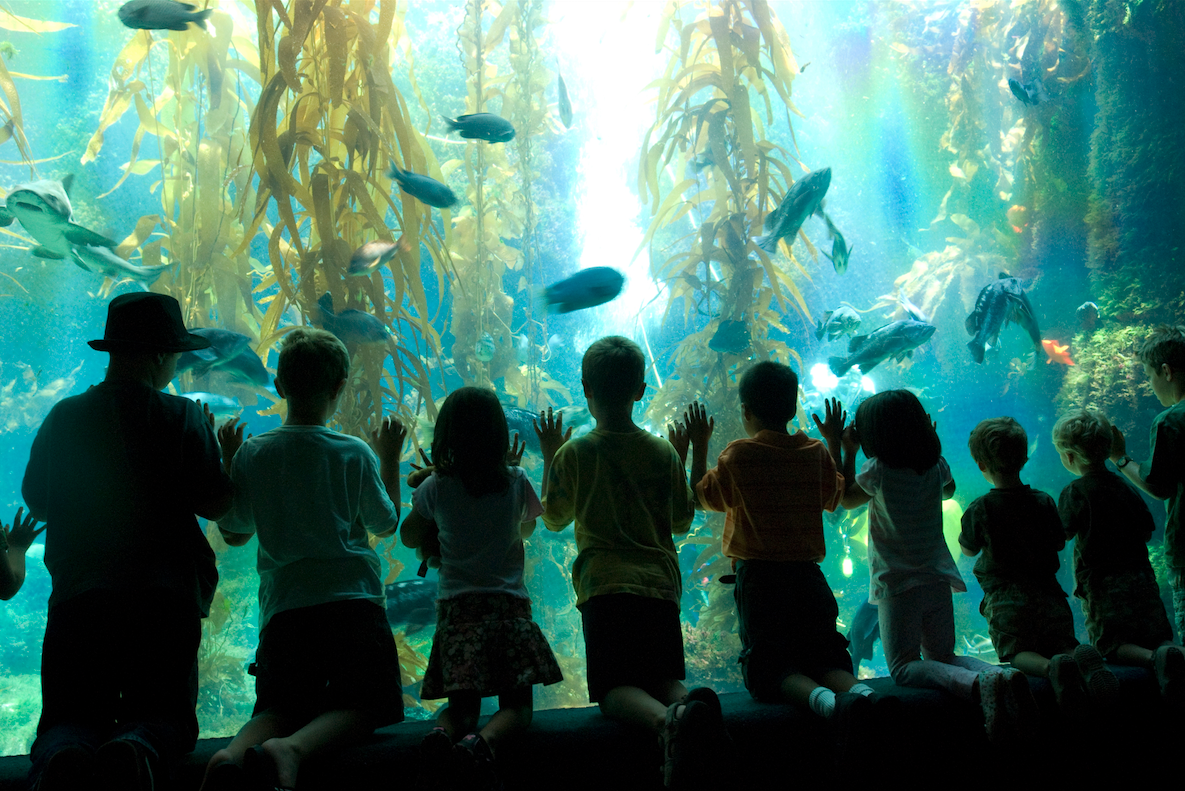 Birch Aquarium Сан Диего. Дети в океанариуме. Люди в океанариуме.