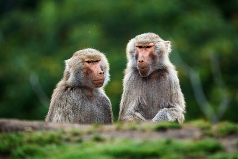 Baboons at the San Diego Zoo for Fun-Filled Adventures for Kids in San Diego